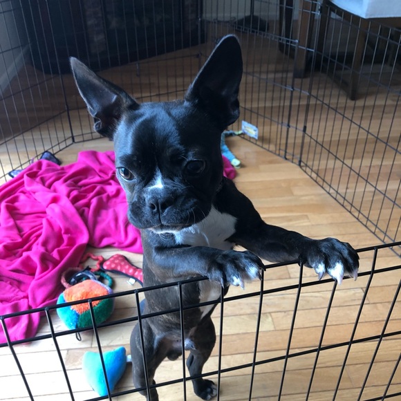 Meet your Posher, Luis - Picture 4 of 6